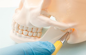 Skull and jawbone model