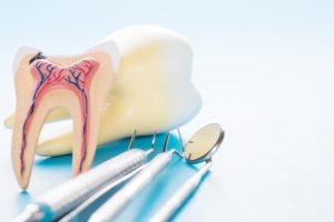 Cross section of tooth showing inner layers next to dental tools 