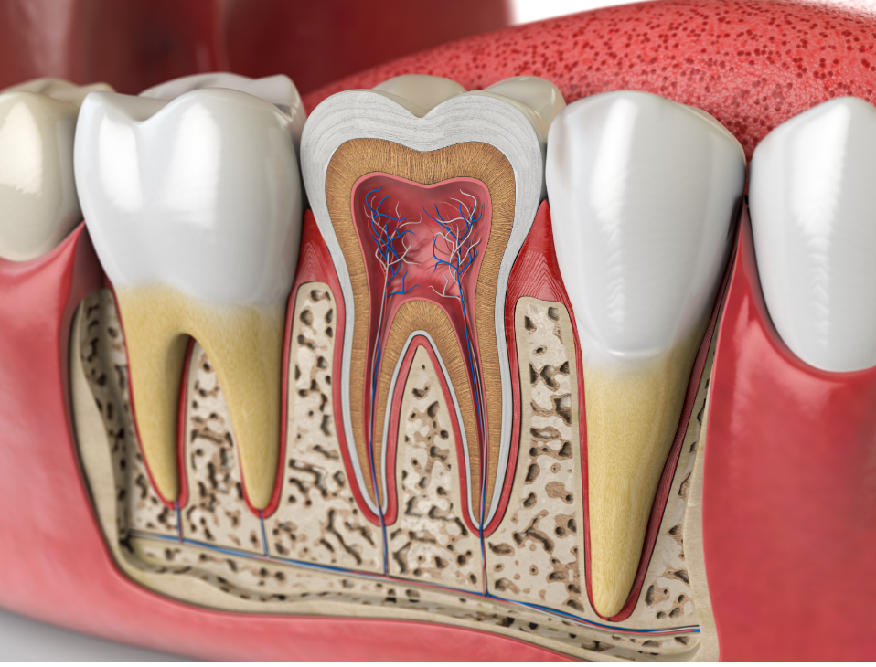 Cross section of tooth